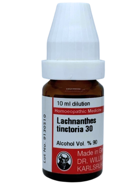 Lachnanthes Tinctoria – Mother Tincture | Homoeopathic Remedy for Stiff Neck, Cervical Pain & Spinal Alignment
