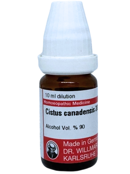Cistus Canadensis | DAR No: 21-342(H)-017 – Dr. Willmar Schwabe Germany (Original Homeopathic Medicine)